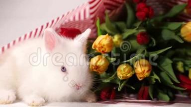 兔近春花，小白兔穿郁金香